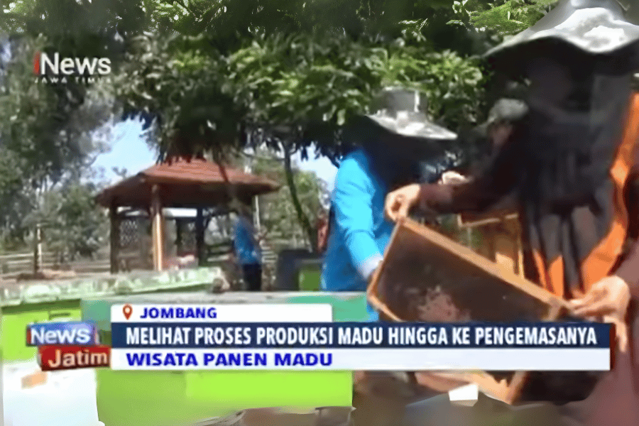 Madu Samsi: Menjelajahi Keaslian Madu dan Petualangan Edukasi di Wonosalam, Jombang – Diliput Media Nasional!