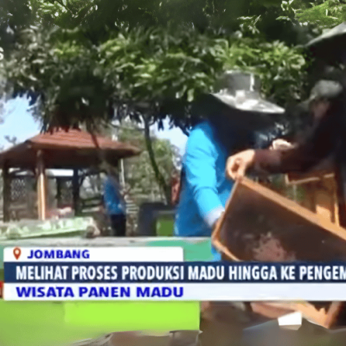 Madu Samsi: Menjelajahi Keaslian Madu dan Petualangan Edukasi di Wonosalam, Jombang – Diliput Media Nasional!
