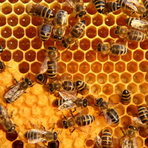 Dari Sarang Lebah Wonosalam ke Meja Anda: Menelusuri Perjalanan Kualitas Madu Samsi yang Autentik