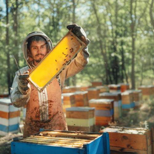 Di Balik Manisnya Madu Samsi: Mengintip Proses Pemanenan Madu Asli dan Murni