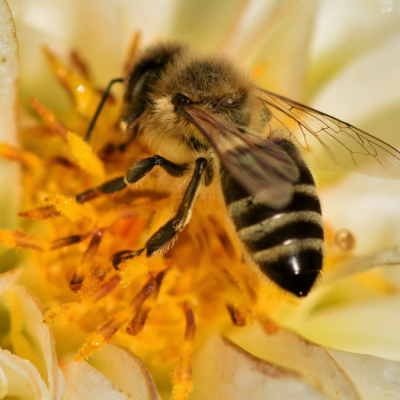 Teknik Beternak Lebah Madu dan Produksi Ratu Lebah Secara Efektif